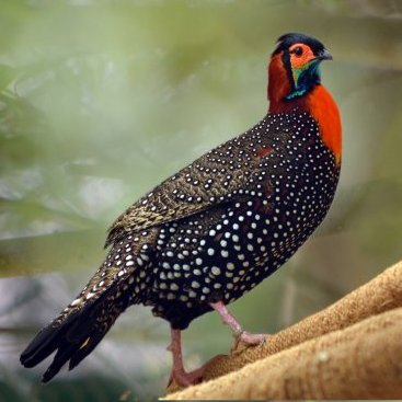 Birding